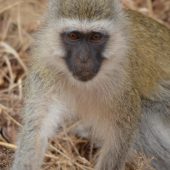  Lake Manyara, TZ